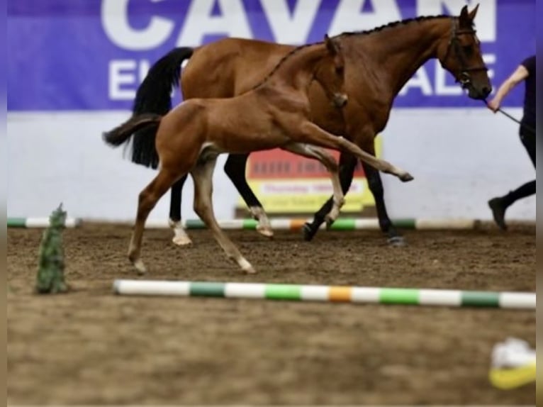 Irish Sport Horse Stallion Foal (06/2025) Brown in Carrickmacross