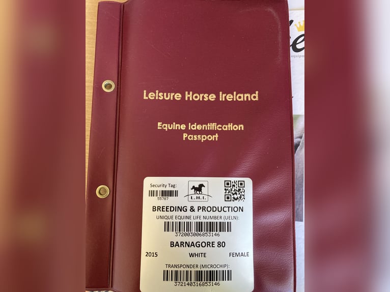 Irish Sport Horse Mix Stute 10 Jahre 152 cm Schimmel in Hahnbach