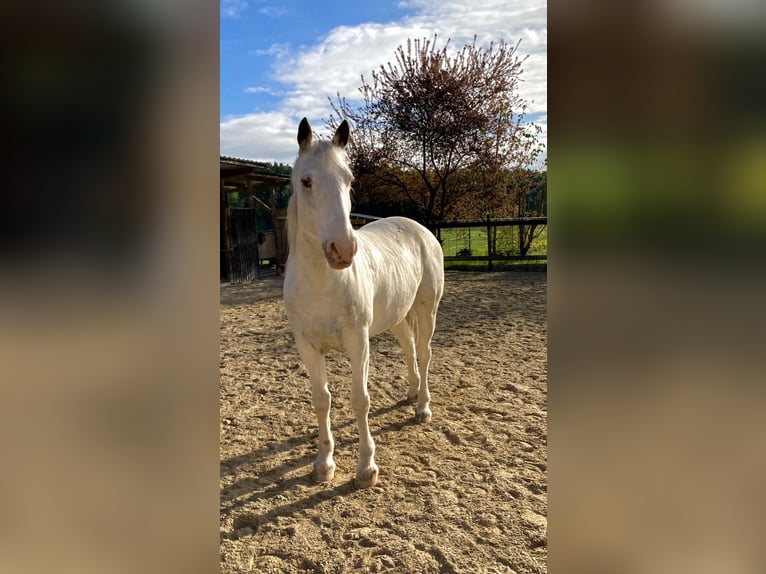 Irish Sport Horse Mix Stute 10 Jahre 152 cm Schimmel in Hahnbach