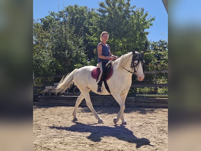 Irish Sport Horse Mix Stute 10 Jahre 152 cm Schimmel in Hahnbach