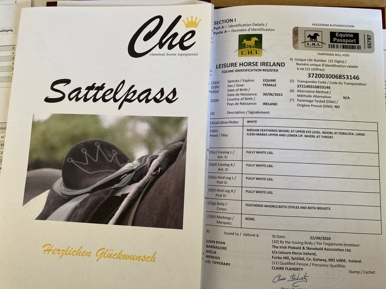 Irish Sport Horse Mix Stute 10 Jahre 152 cm Schimmel in Hahnbach