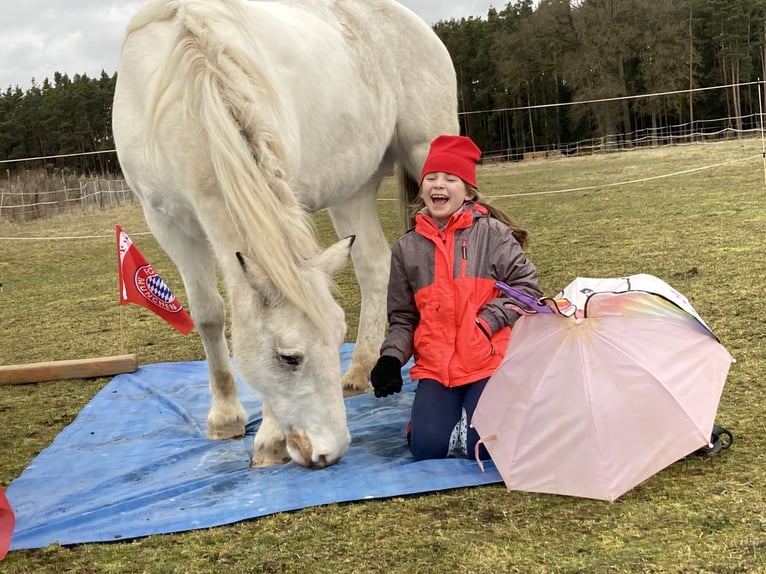 Irish Sport Horse Mix Stute 10 Jahre 152 cm Schimmel in Hahnbach