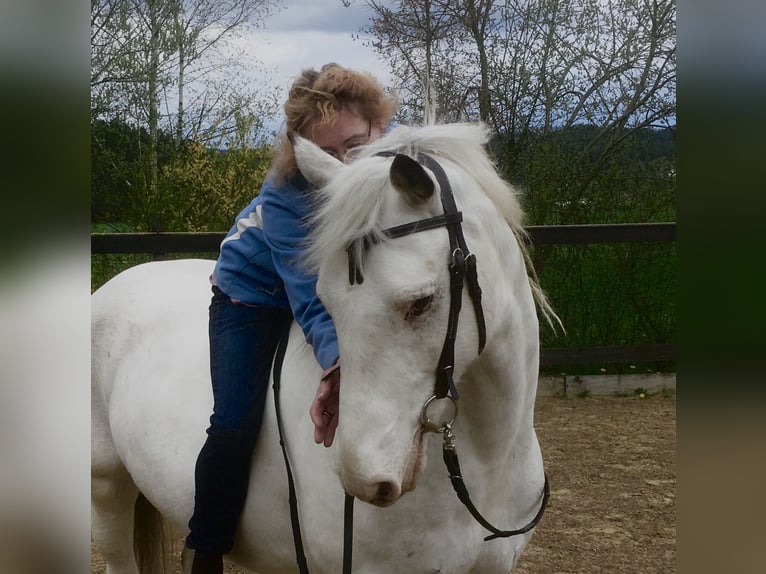 Irish Sport Horse Mix Stute 10 Jahre 152 cm Schimmel in Hahnbach