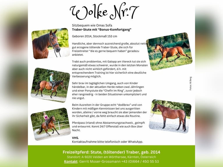 Irish Sport Horse Stute 10 Jahre 153 cm Brauner in Velden