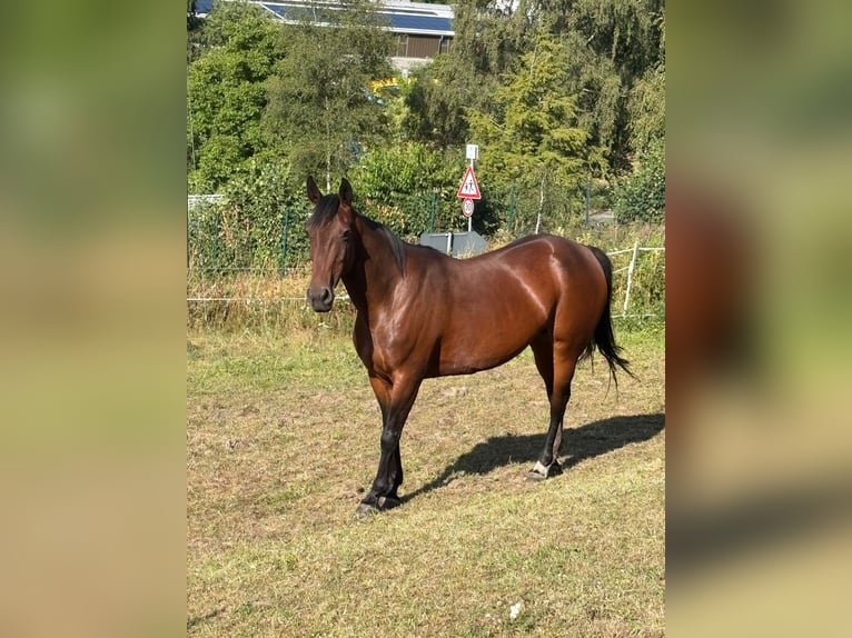 Irish Sport Horse Stute 10 Jahre 154 cm  in Daaden