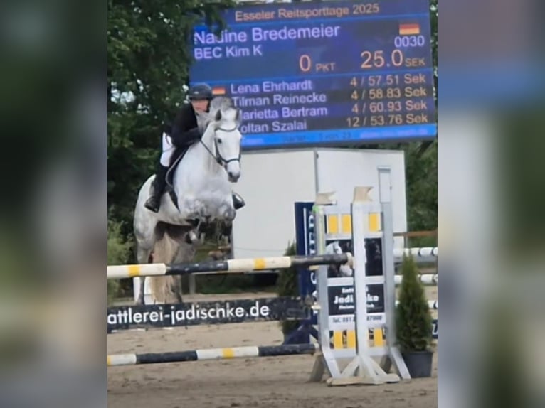 Irish Sport Horse Stute 10 Jahre 159 cm in Stolzenau Anemolter-Schinna, Anemolter