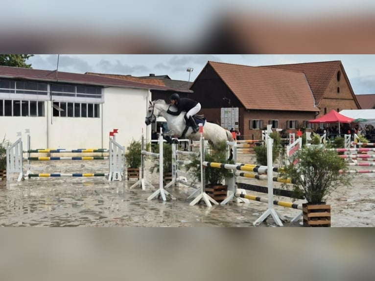 Irish Sport Horse Stute 10 Jahre 159 cm in Stolzenau Anemolter-Schinna, Anemolter