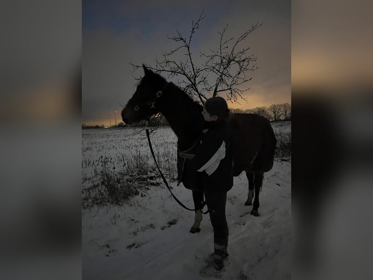 Irish Sport Horse Stute 10 Jahre 160 cm Brauner in Berlin