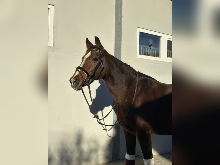 Irish Sport Horse Stute 10 Jahre 160 cm Dunkelbrauner in Gummern