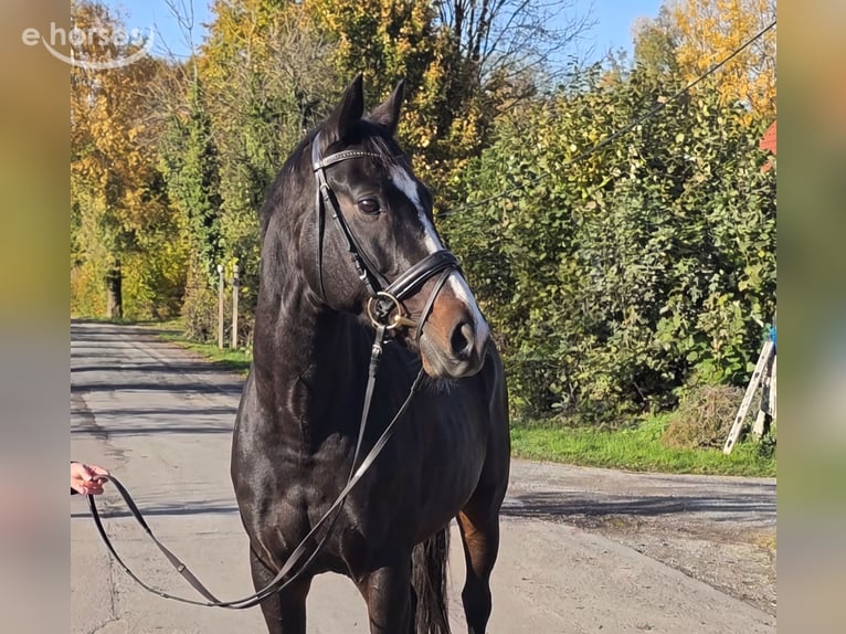 Irish Sport Horse Stute 10 Jahre 160 cm Rappe in Lage