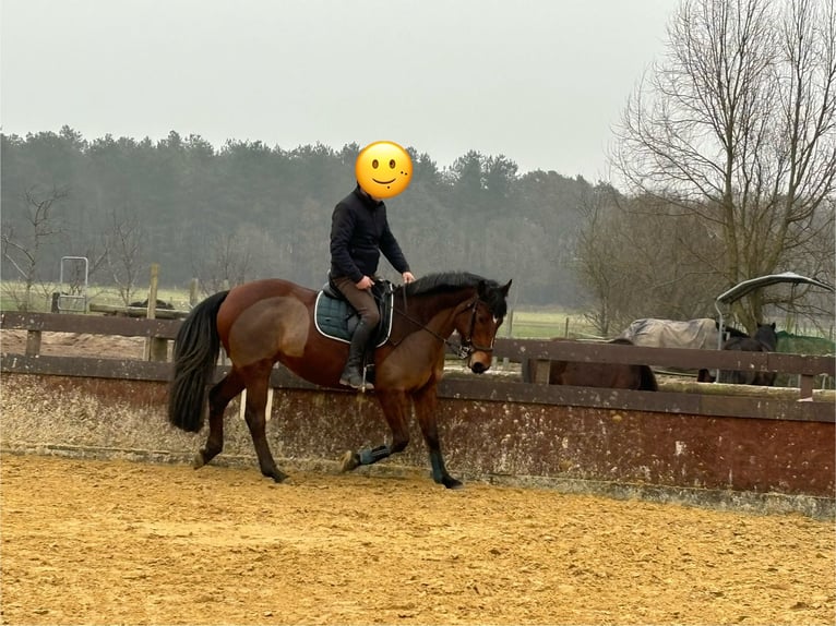 Irish Sport Horse Stute 10 Jahre 161 cm Brauner in Hamminkeln