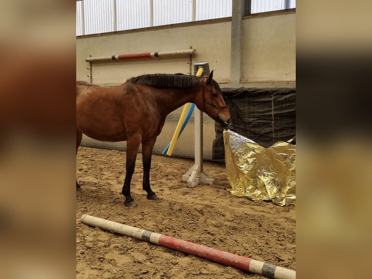 Irish Sport Horse Stute 10 Jahre 161 cm Brauner in Hamminkeln