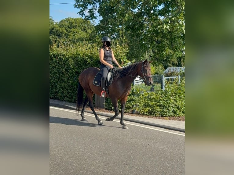 Irish Sport Horse Stute 10 Jahre 163 cm Brauner in Daleiden