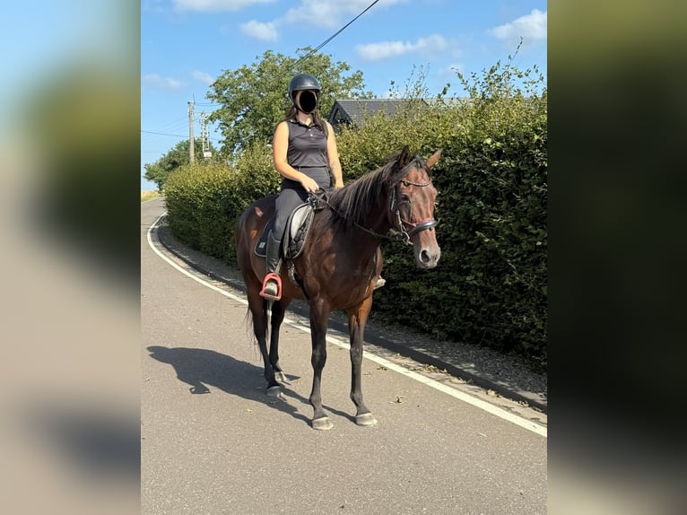 Irish Sport Horse Stute 10 Jahre 163 cm Brauner in Daleiden