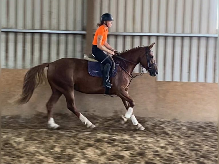 Irish Sport Horse Stute 10 Jahre 163 cm Dunkelfuchs in Sligo