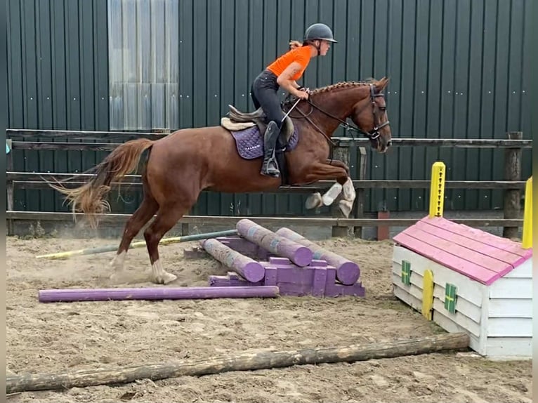 Irish Sport Horse Stute 10 Jahre 163 cm Dunkelfuchs in Sligo