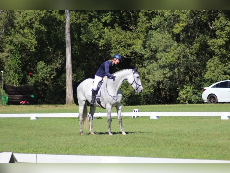 Irish Sport Horse Mix Stute 10 Jahre 163 cm Schimmel in Belfast