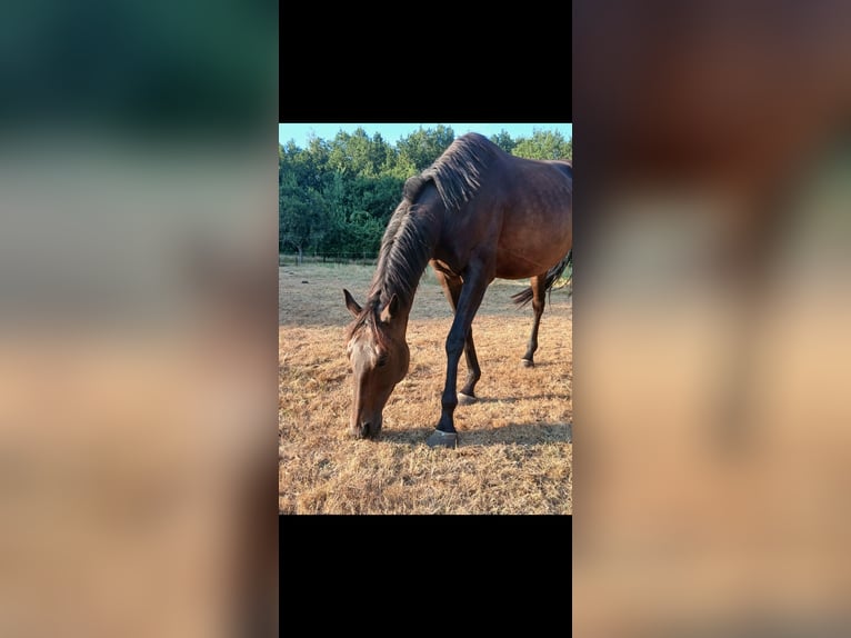 Irish Sport Horse Stute 10 Jahre 164 cm Dunkelbrauner in Valthe