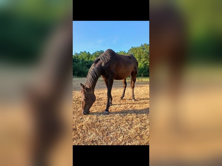 Irish Sport Horse Stute 10 Jahre 164 cm Dunkelbrauner in Valthe