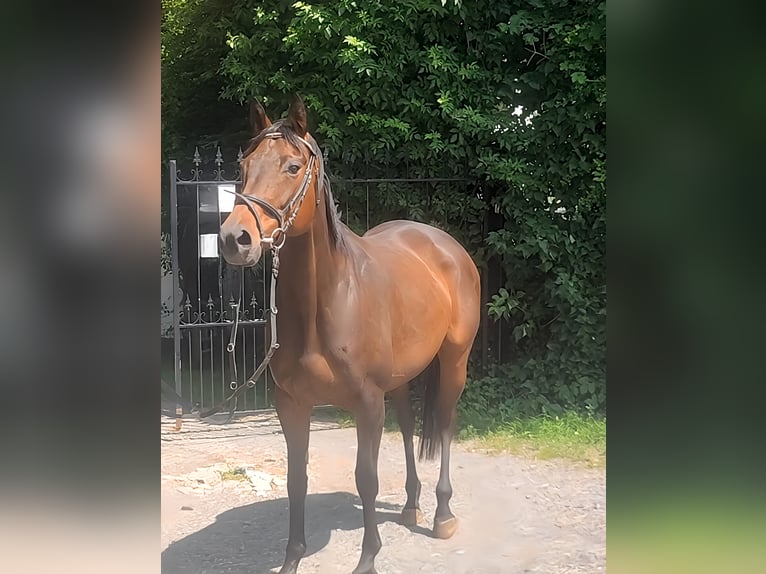 Irish Sport Horse Stute 10 Jahre 165 cm Brauner in Lage
