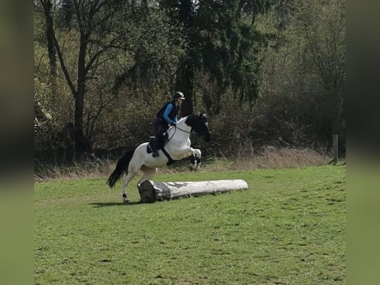 Irish Sport Horse Stute 10 Jahre 165 cm Schecke in Nordstemmen
