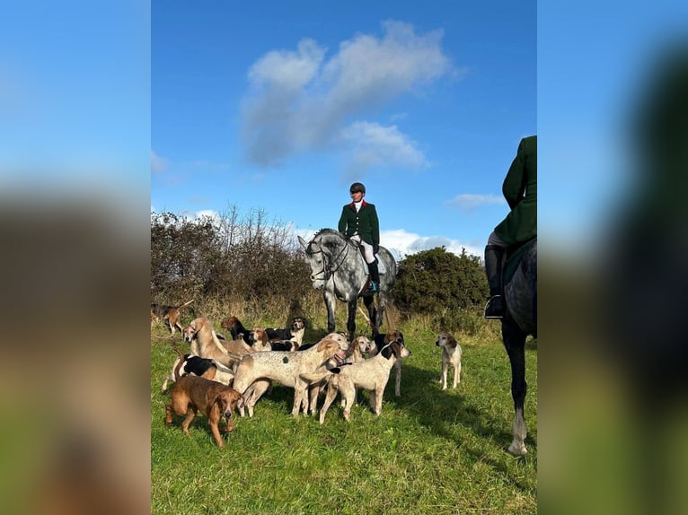 Irish Sport Horse Stute 10 Jahre 170 cm Apfelschimmel in Sligo