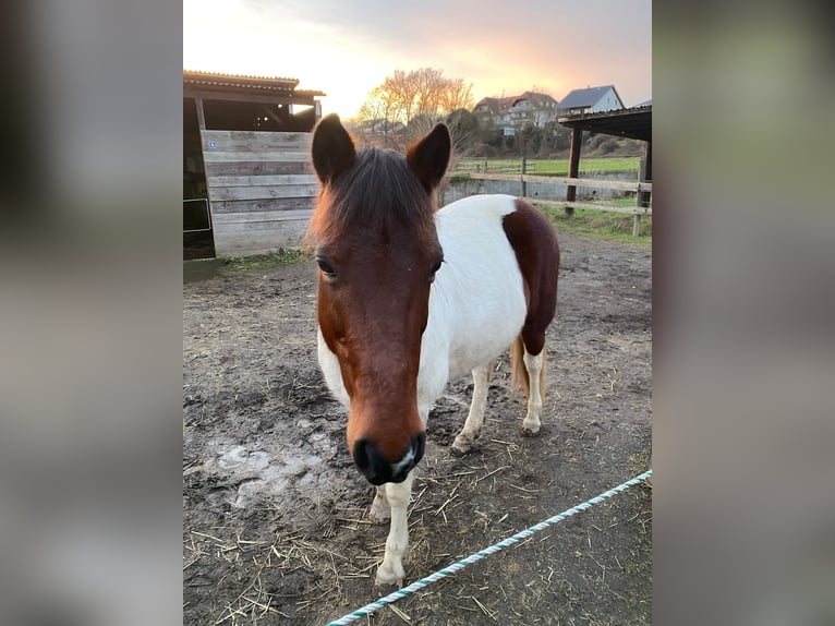 Irish Sport Horse Mix Stute 11 Jahre 125 cm Schecke in Kretz