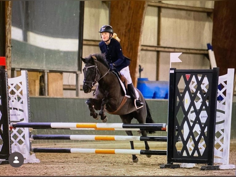 Irish Sport Horse Stute 11 Jahre 141 cm Rappe in Astene