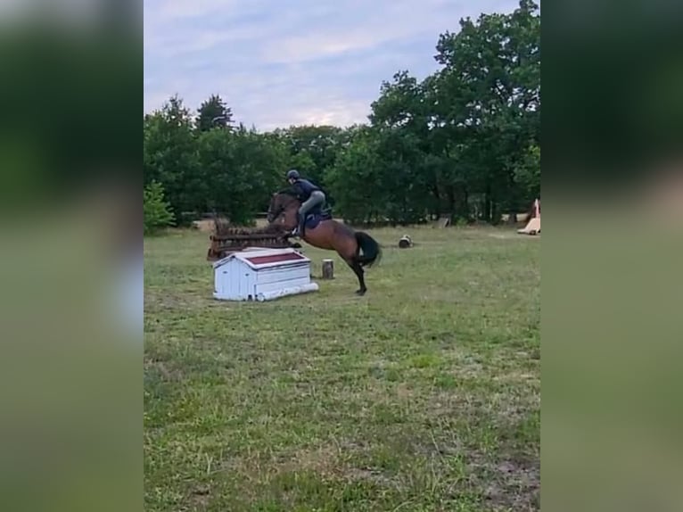 Irish Sport Horse Stute 11 Jahre 148 cm Brauner in Bielefeld