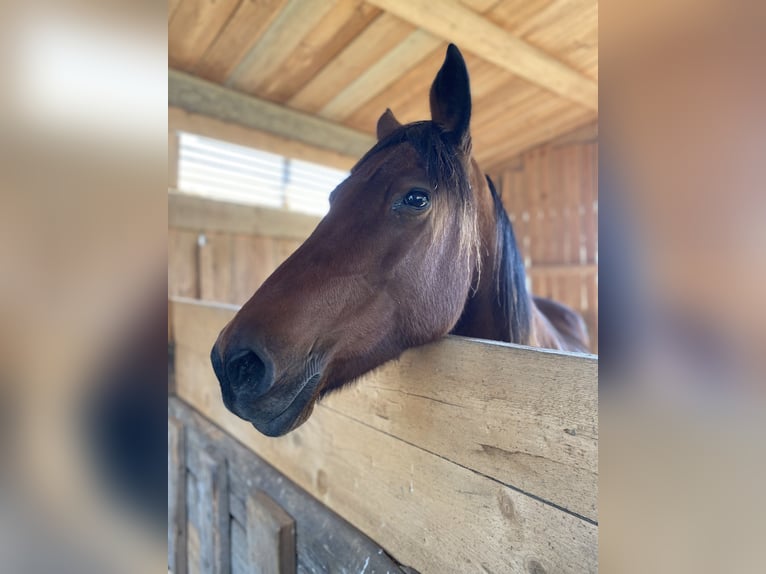 Irish Sport Horse Stute 11 Jahre 153 cm in Maria Saal