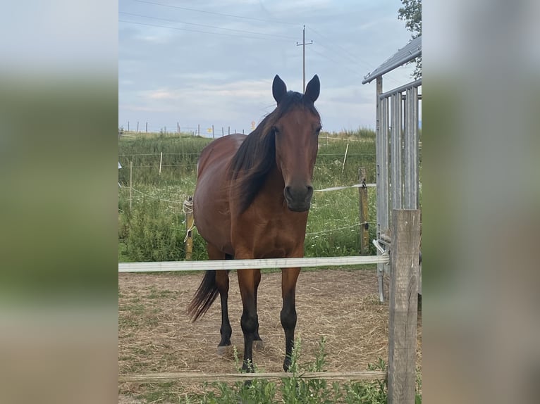Irish Sport Horse Stute 11 Jahre 153 cm in Maria Saal