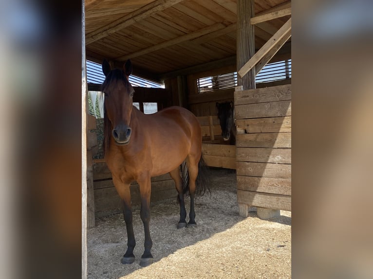 Irish Sport Horse Stute 11 Jahre 153 cm in Maria Saal
