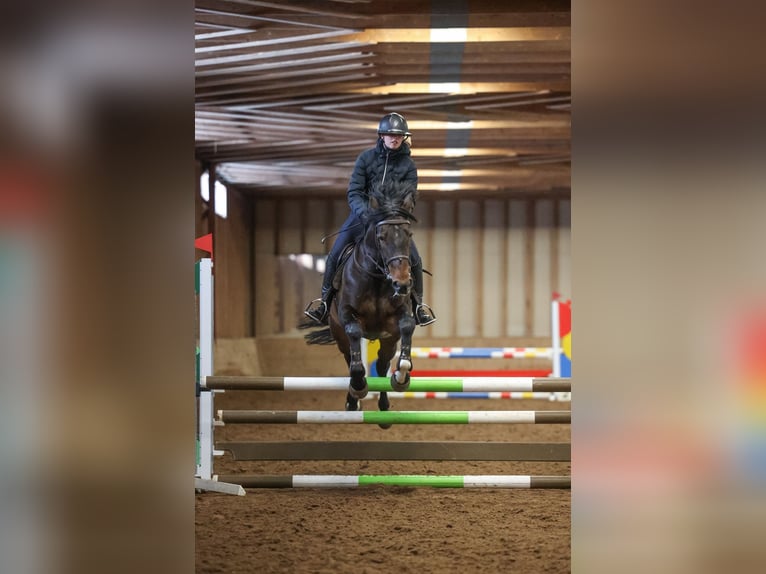 Irish Sport Horse Stute 11 Jahre 155 cm Dunkelbrauner in Buxtehude