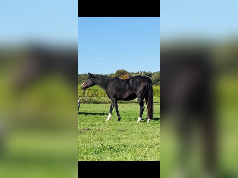Irish Sport Horse Stute 11 Jahre 155 cm Rappe in Dörverden