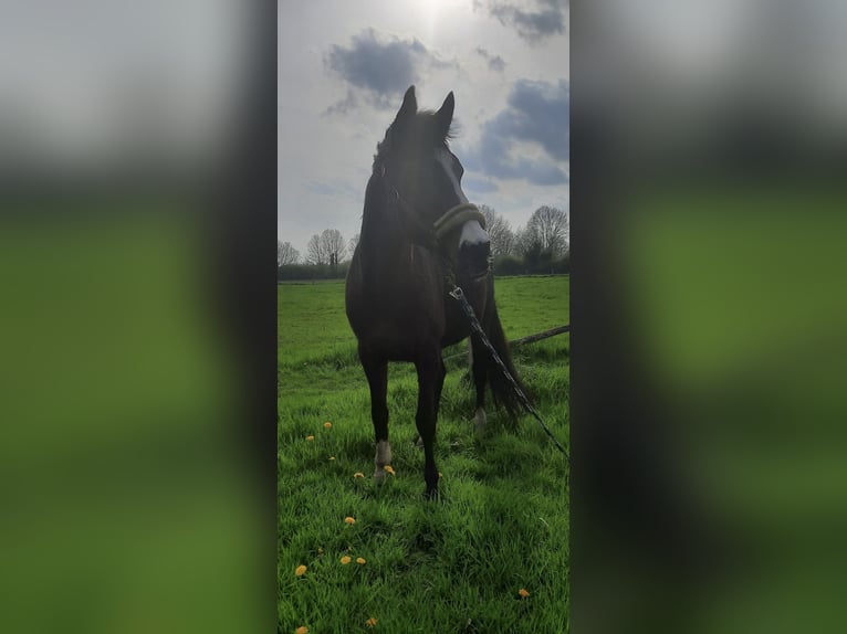 Irish Sport Horse Stute 11 Jahre 155 cm Rappe in Dörverden