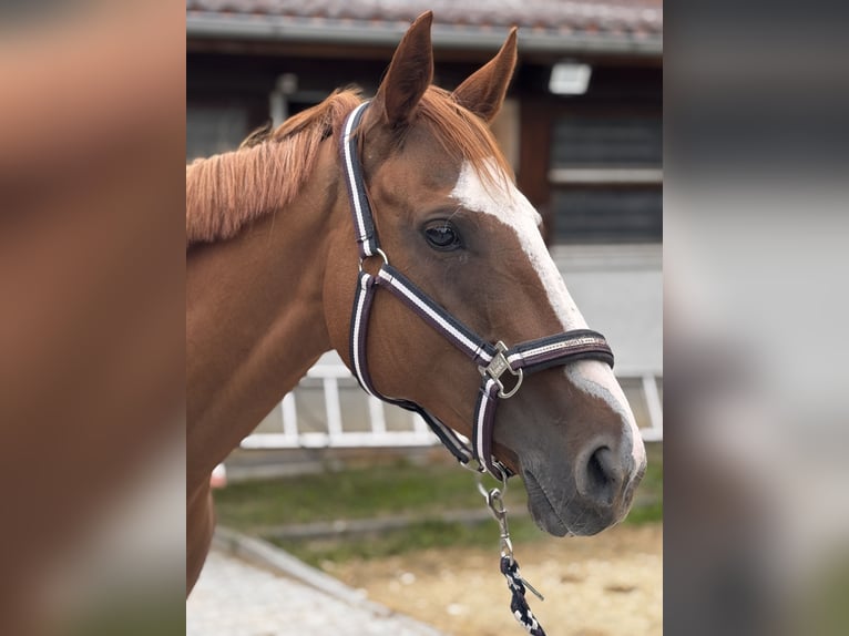 Irish Sport Horse Stute 11 Jahre 156 cm Fuchs in Giengen an der Brenz