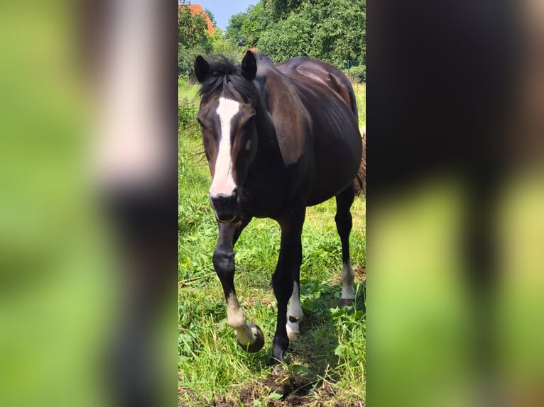 Irish Sport Horse Stute 11 Jahre 158 cm Brauner in Verden (Aller)