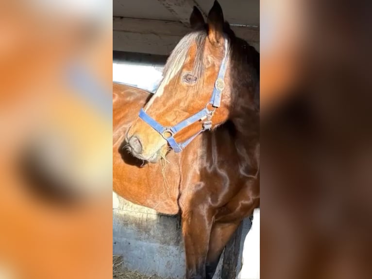 Irish Sport Horse Stute 11 Jahre 160 cm Brauner in Norderstedt