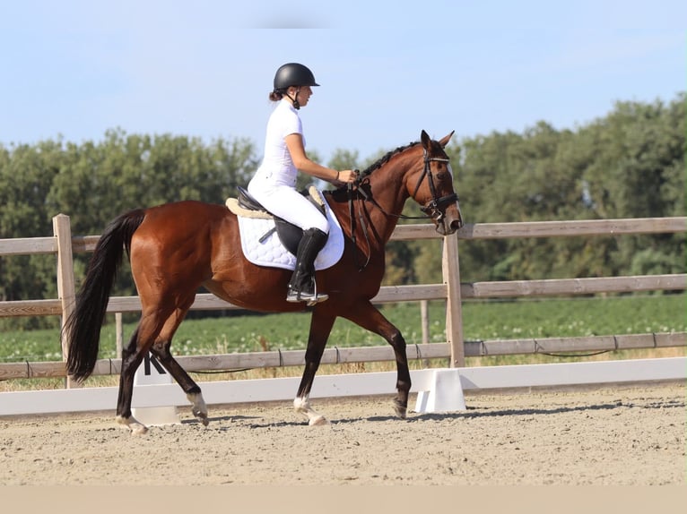 Irish Sport Horse Stute 11 Jahre 160 cm Brauner in Pepingen