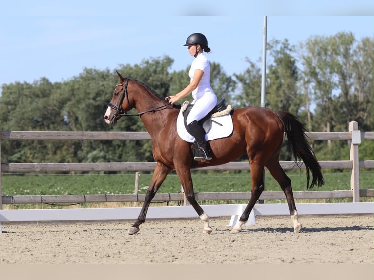 Irish Sport Horse Stute 11 Jahre 160 cm Brauner in Pepingen