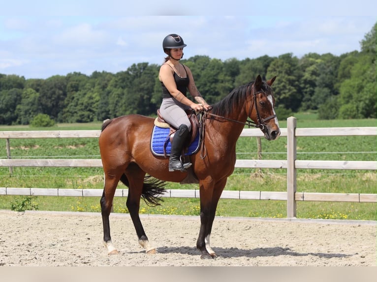 Irish Sport Horse Stute 11 Jahre 160 cm Brauner in Pepingen