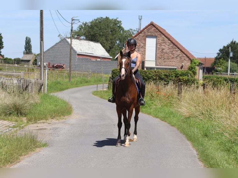 Irish Sport Horse Stute 11 Jahre 160 cm Brauner in Pepingen