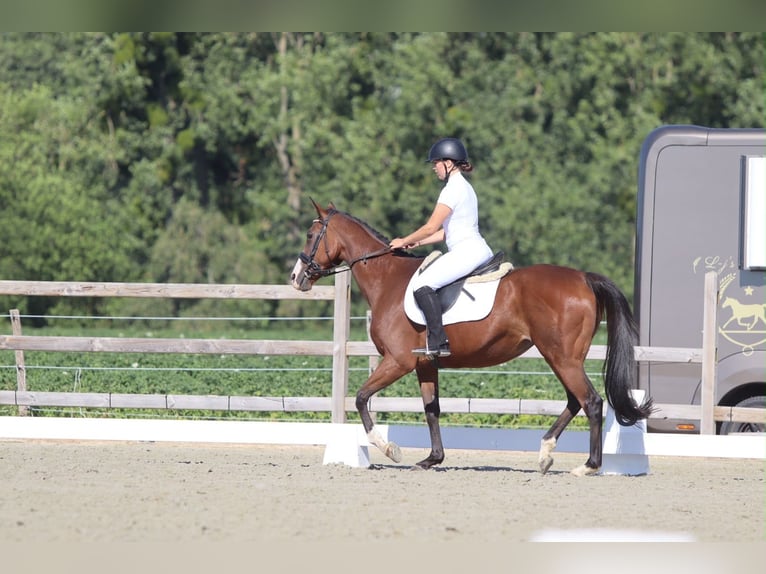 Irish Sport Horse Stute 11 Jahre 160 cm Brauner in Pepingen