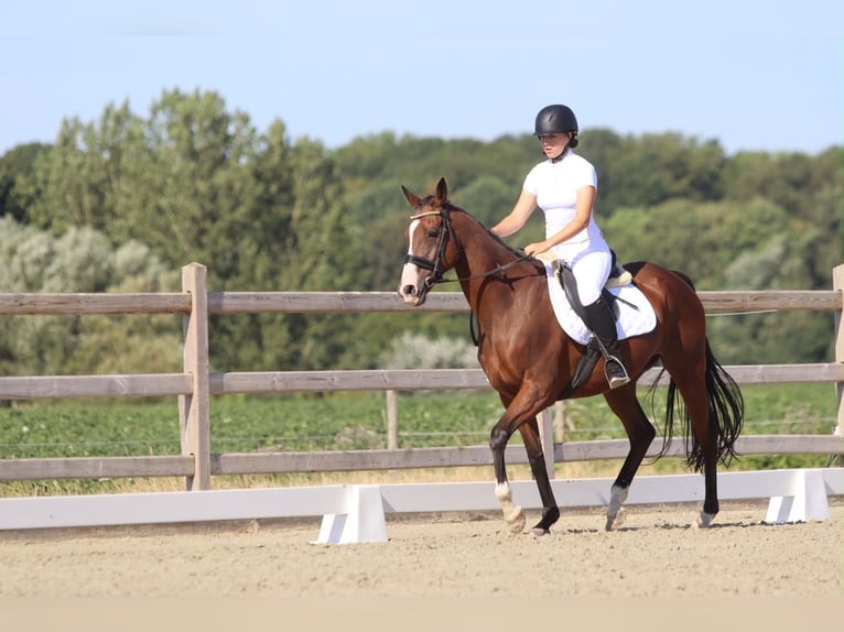 Irish Sport Horse Stute 11 Jahre 160 cm Brauner in Pepingen