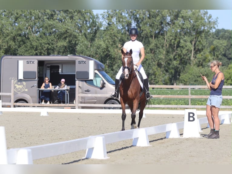 Irish Sport Horse Stute 11 Jahre 160 cm Brauner in Pepingen