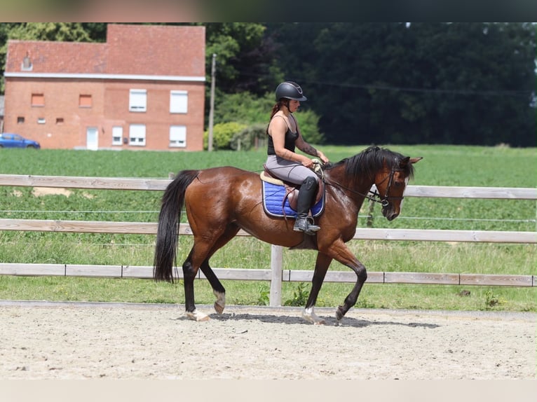 Irish Sport Horse Stute 11 Jahre 160 cm Brauner in Pepingen