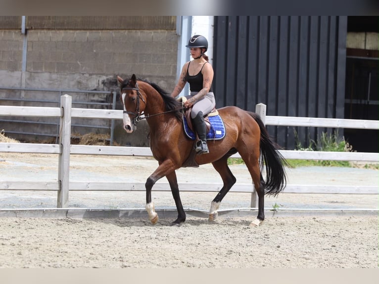 Irish Sport Horse Stute 11 Jahre 160 cm Brauner in Pepingen