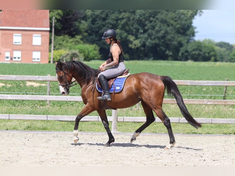 Irish Sport Horse Stute 11 Jahre 160 cm Brauner in Pepingen