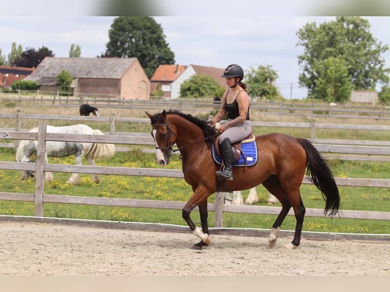 Irish Sport Horse Stute 11 Jahre 160 cm Brauner in Pepingen