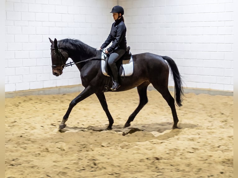 Irish Sport Horse Stute 11 Jahre 160 cm  in Lage